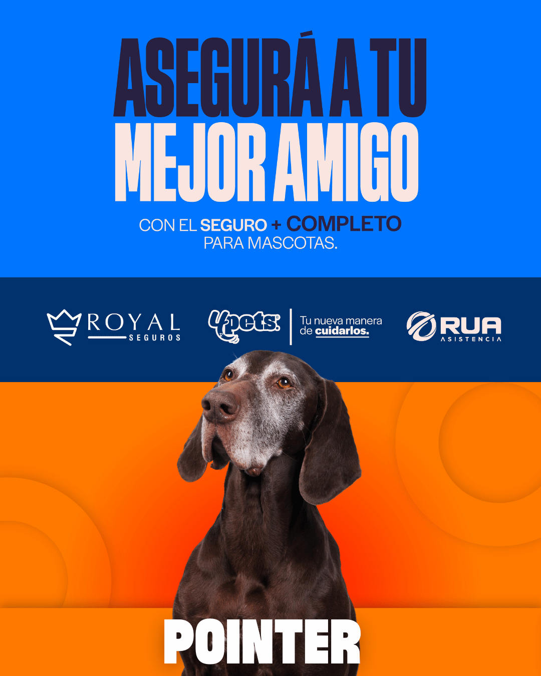 Categoría 3 C - Anual (Perro) - Pointer