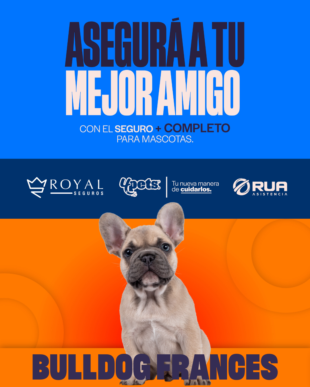 Categoría 3 C - Anual (Perro) - Bulldog Francés