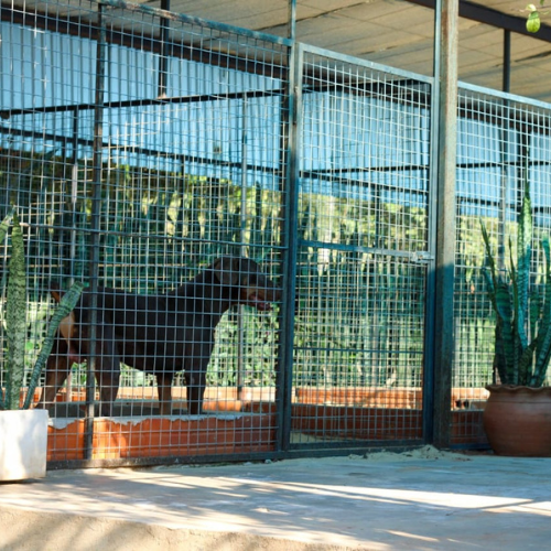 1870 Hotel Canino - Temporada Alta - Incluye comida Lick Barf