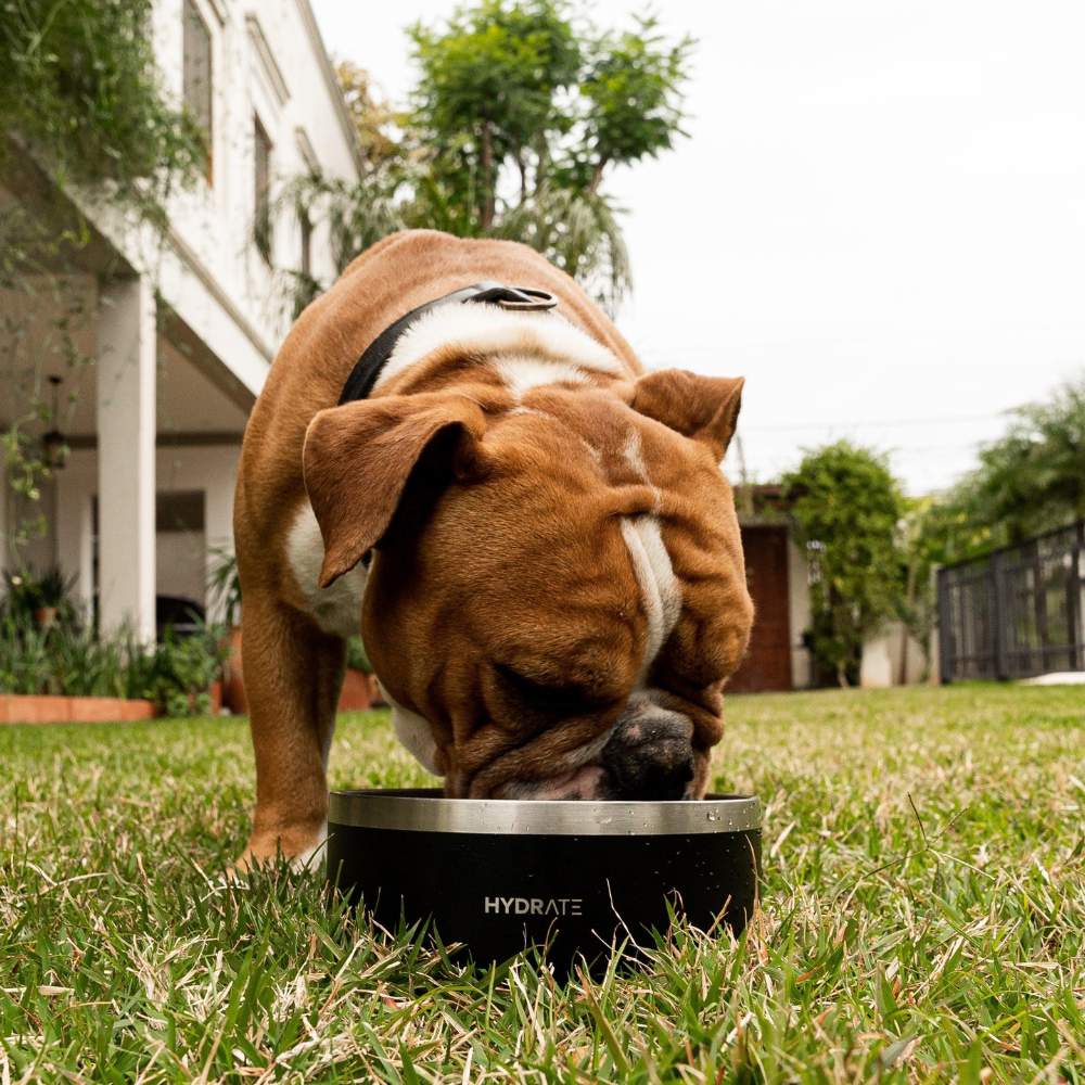 Hydrate - Bowl Negro - 946 ml