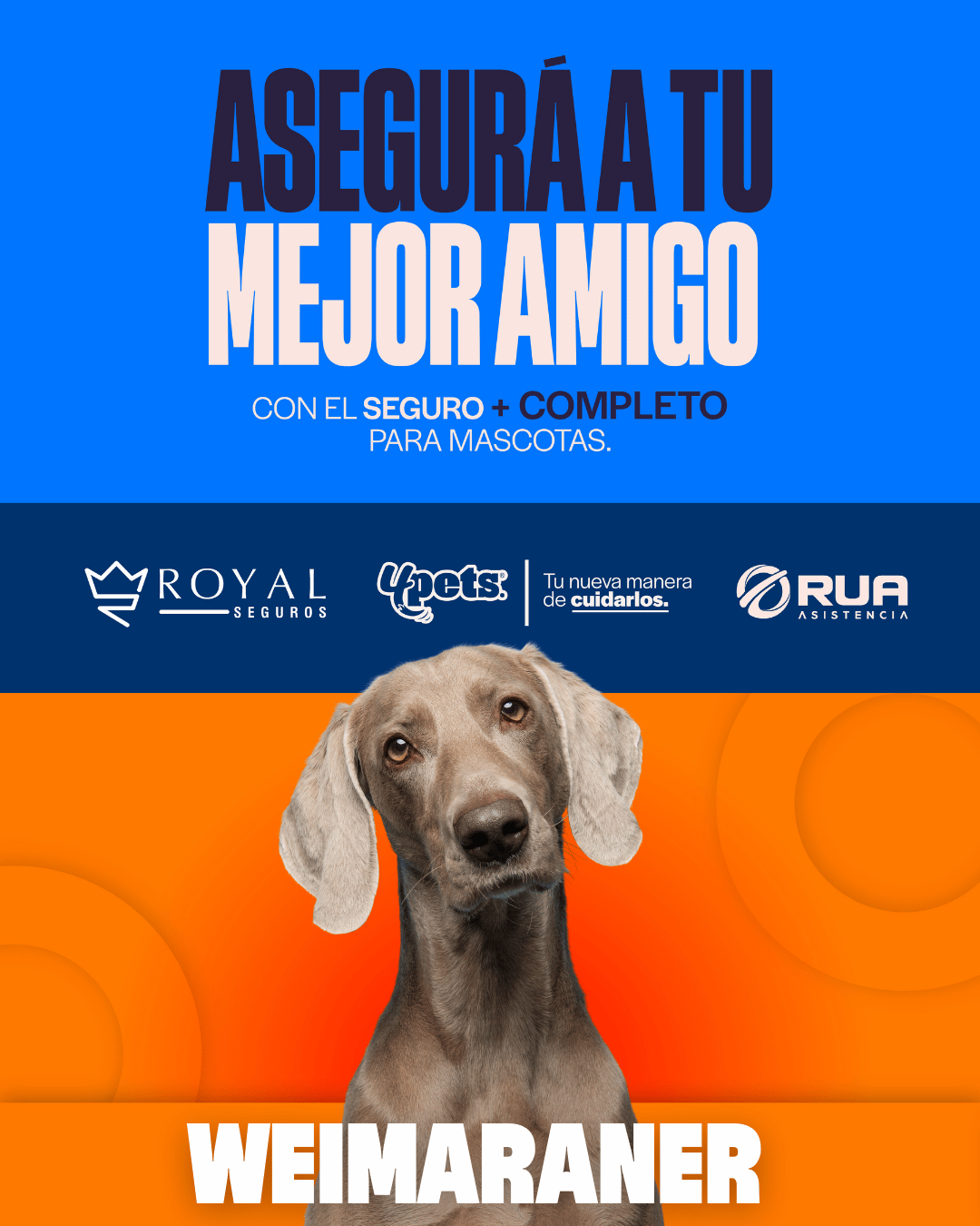 Categoría 2 C - Anual (Perro) - Weimaraner