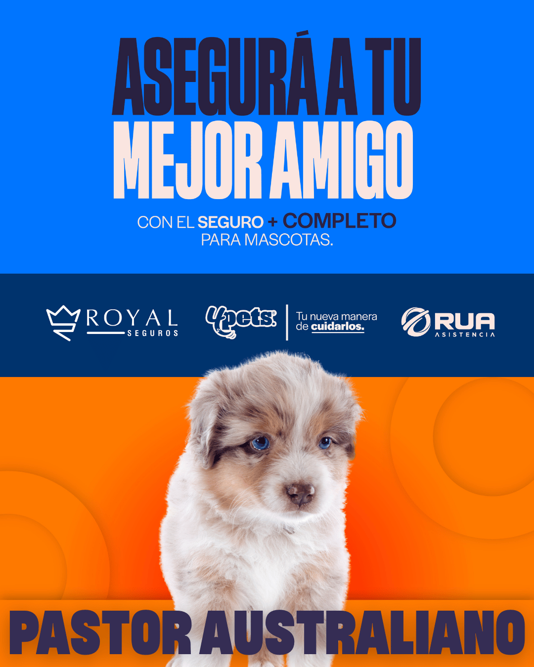 Categoría 2 A - Anual (Perro) - Pastor Australiano