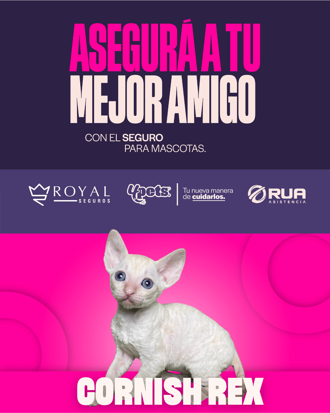 Categoría 2 A - Anual (Gato) - Cornish Rex