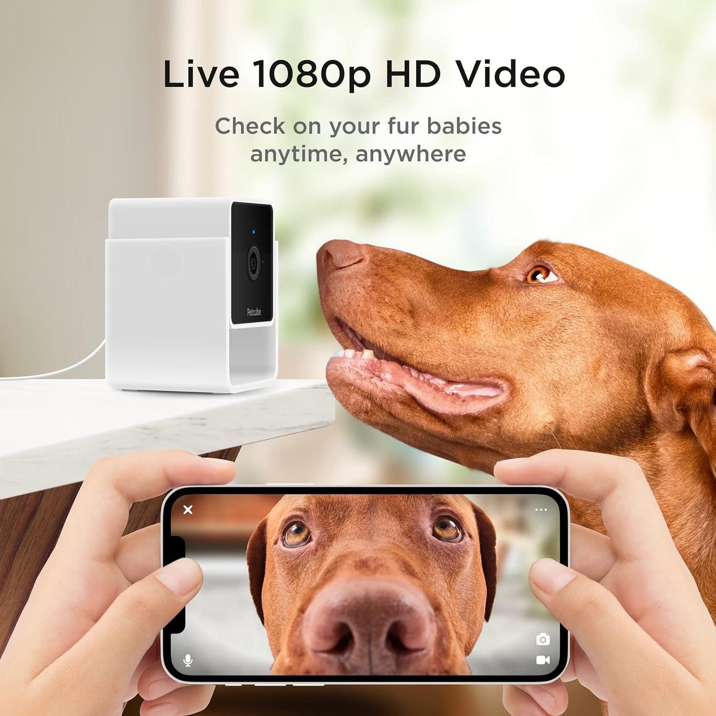 Cámara de seguridad para mascotas con Wi-Fi - Compatible con Alexa