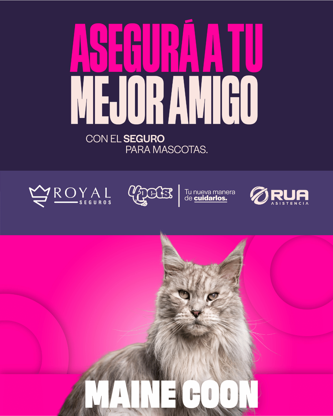 Categoría 2 C - Anual (Gato) - Maine Coon