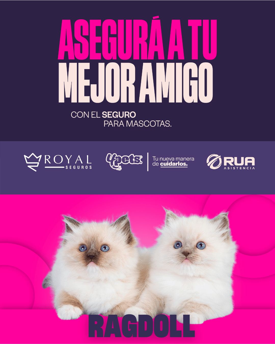 Categoría 2 A - Anual (Gato) - Ragdoll
