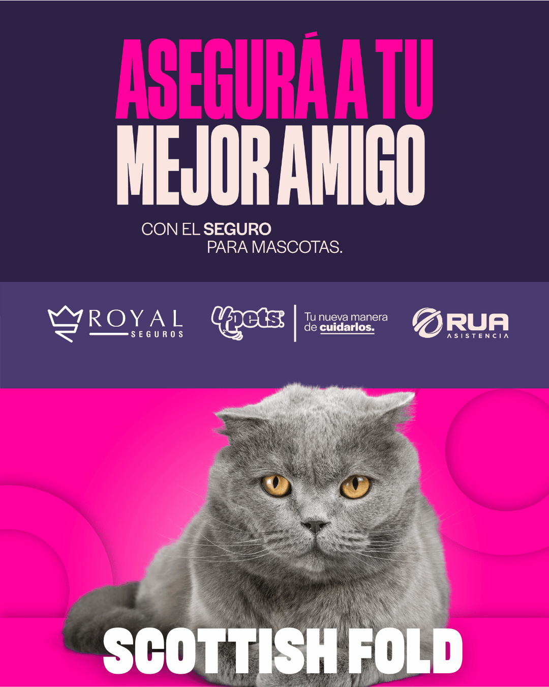 Categoría 2 C - Anual (Gato) - Scottish Fold