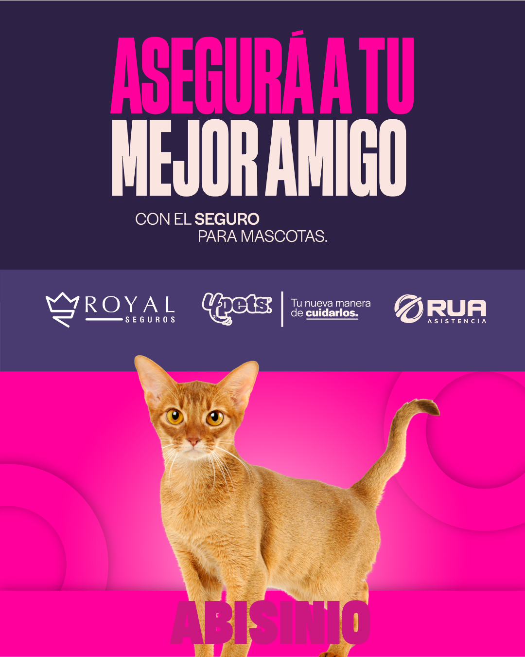 Categoría 2 B - Anual (Gato) - Abisinio
