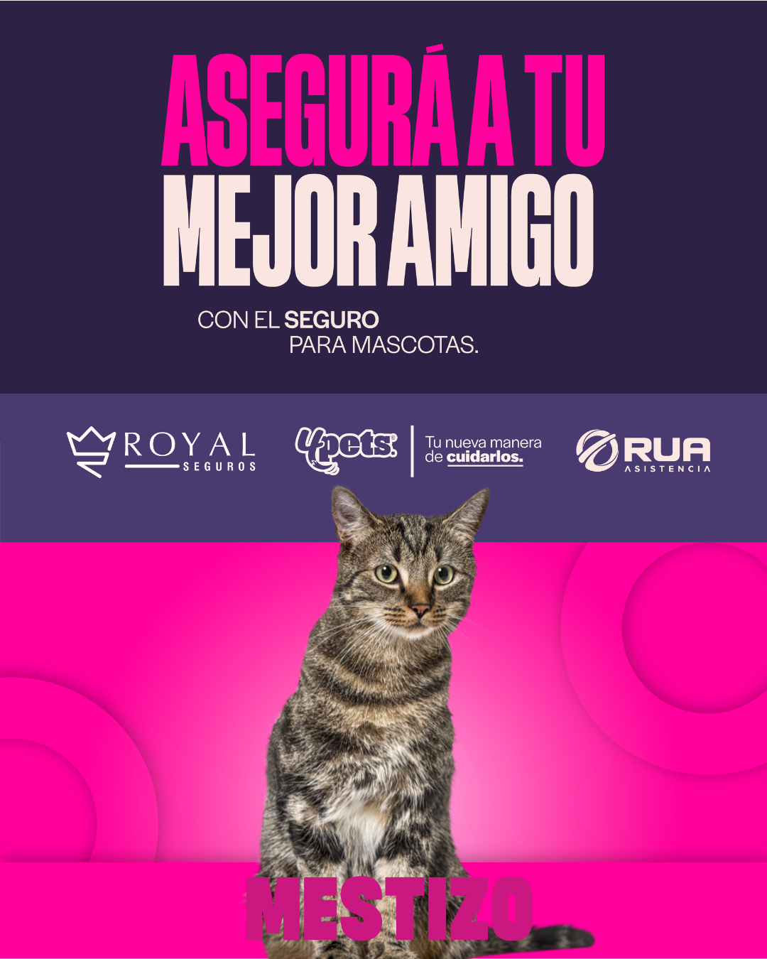 Categoría 1 C - Anual (Gato) - Cruza/Mestizo