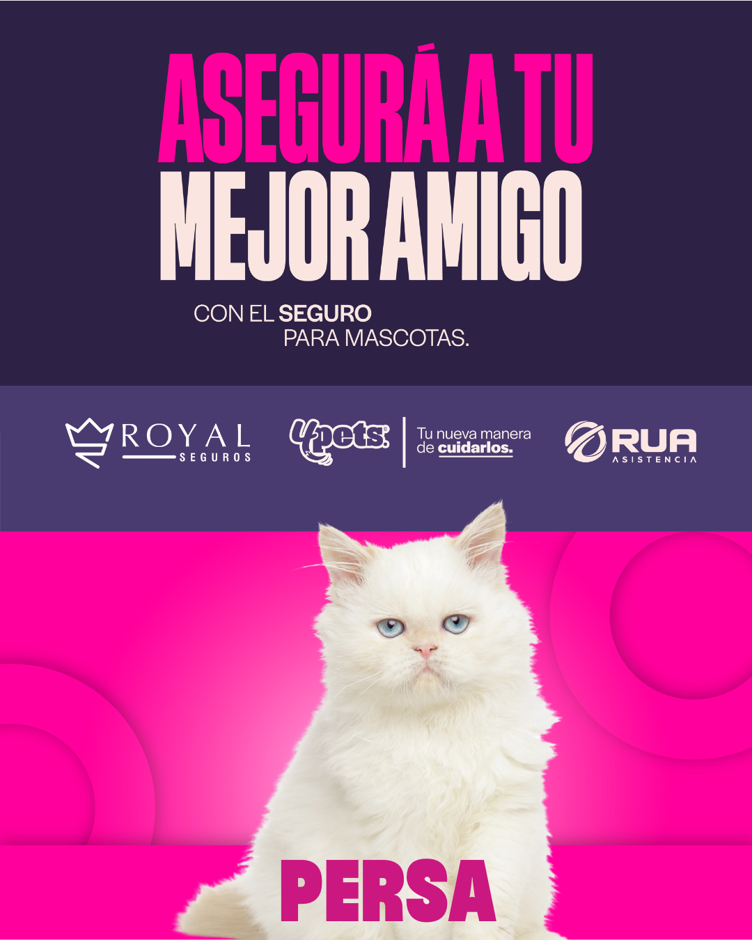 Categoría 2 B - Anual (Gato) - Persa