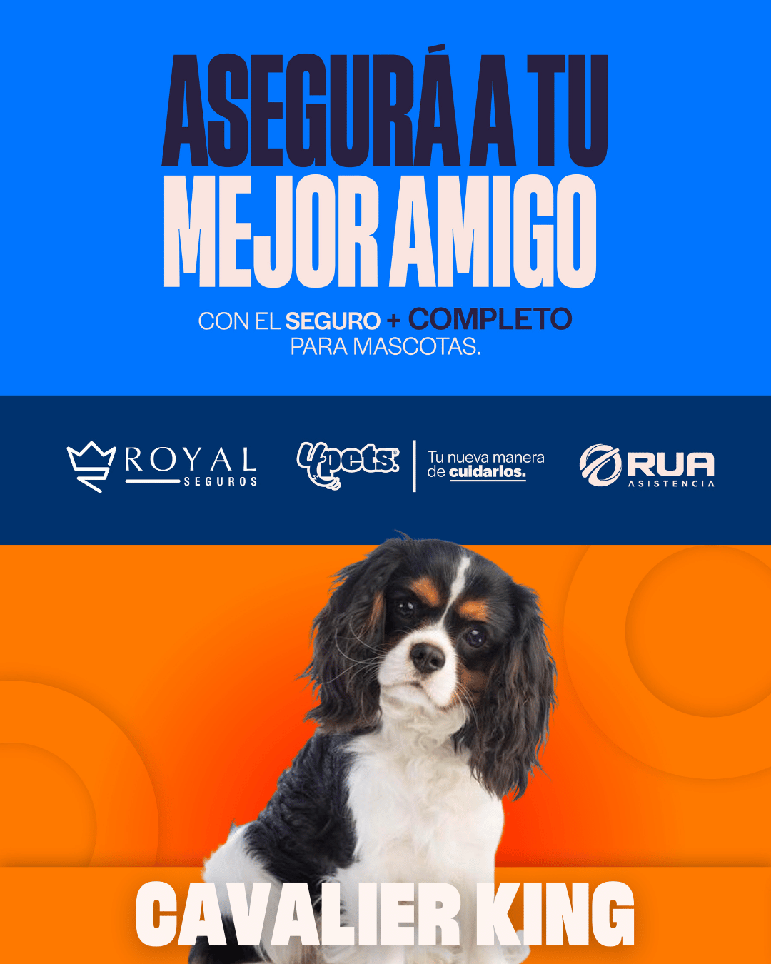 Categoría 1 B - Anual (Perro) - Cavalier King