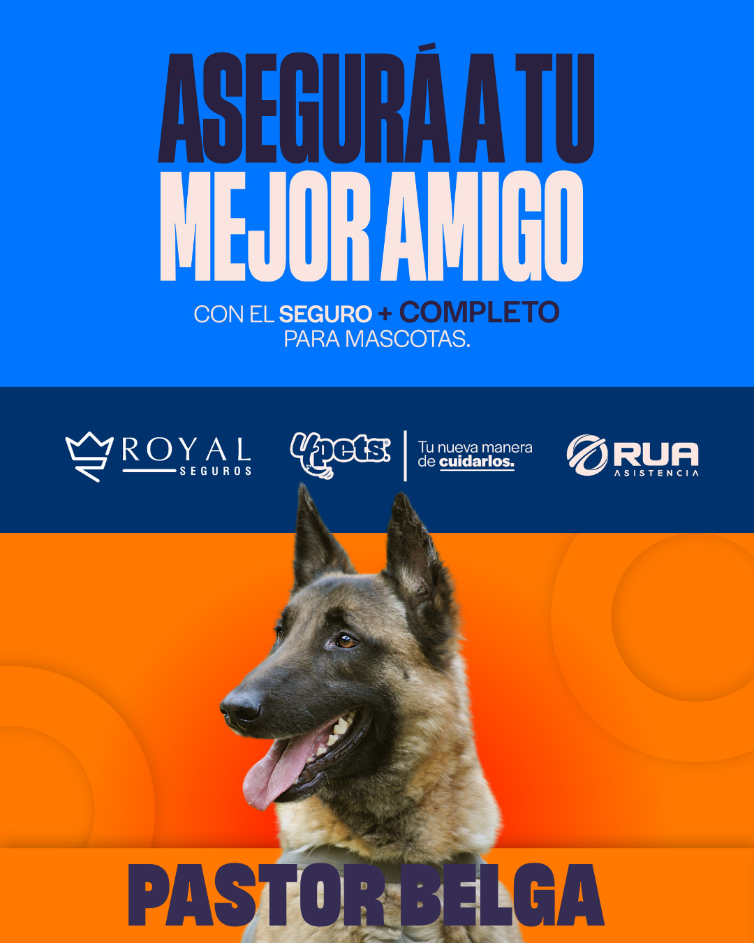 Categoría 2 A - Anual (Perro) - Pastor Belga