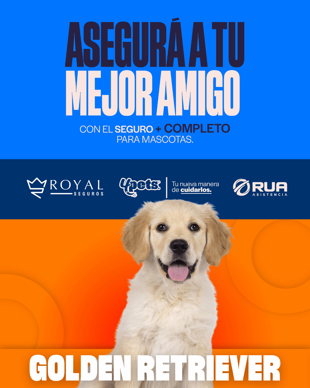 Categoría 2 B - Anual (Perro) - Golden Retriever