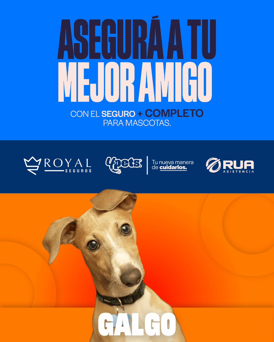 Categoría 1 A - Anual (Perro) - Galgo