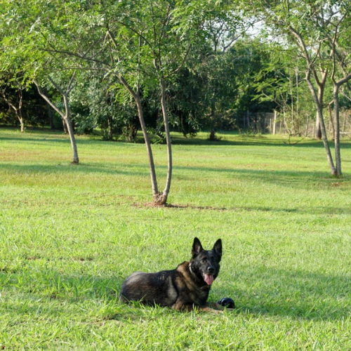 1870 Hotel Canino - Temporada Alta - Incluye comida Lick Barf