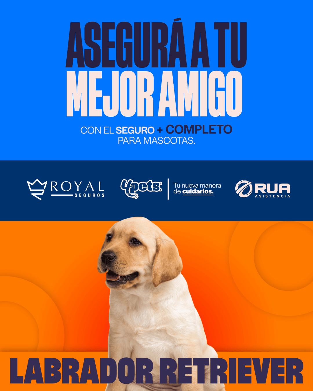 Categoría 1 A - Anual (Perro) - Labrador Retriever