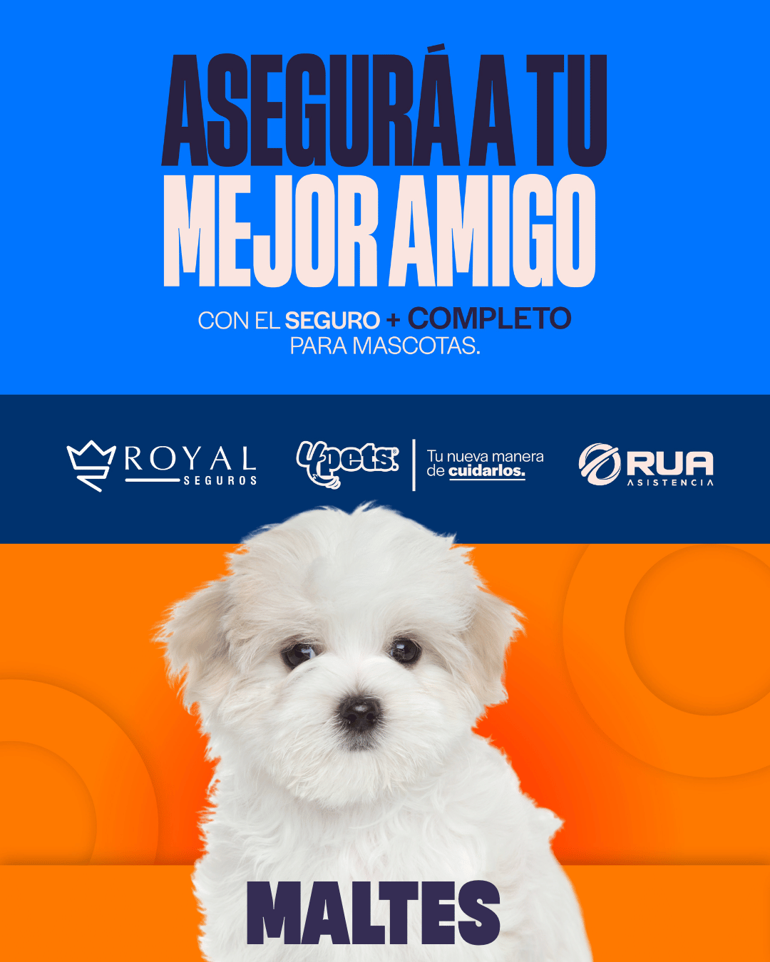 Categoría 2 A - Anual (Perro) - Maltés