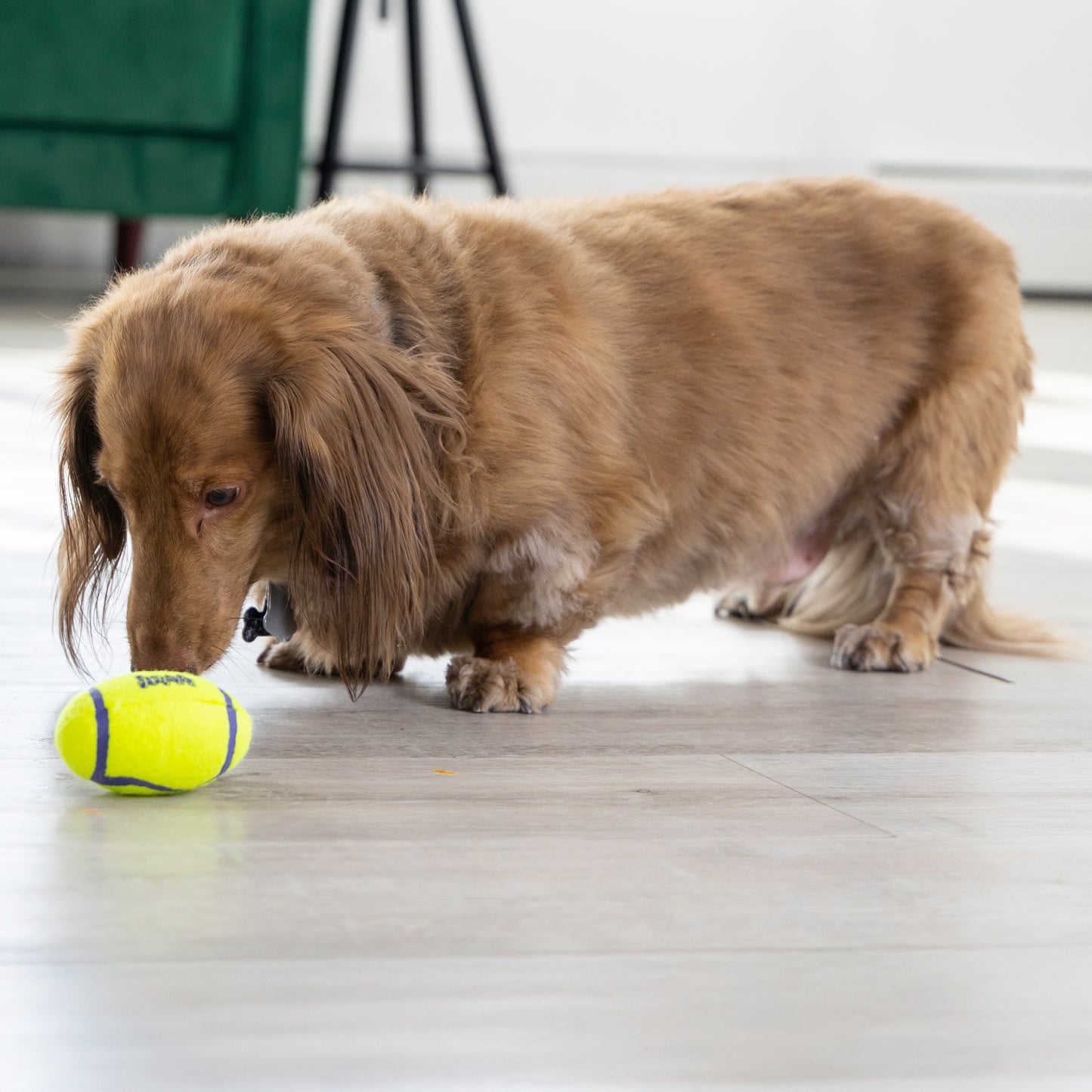 Kong - Perros AirDog Football