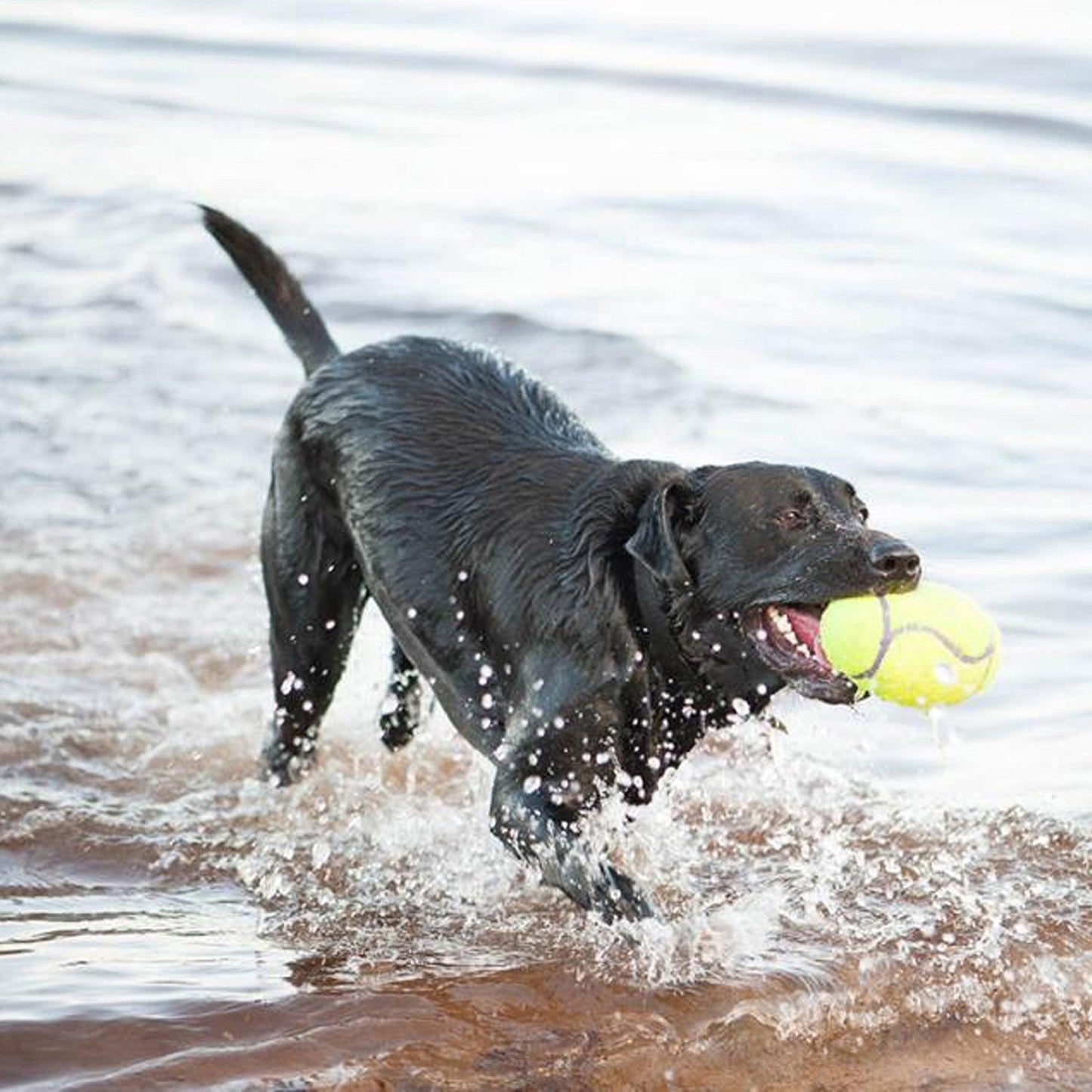 Kong - Perros AirDog Football