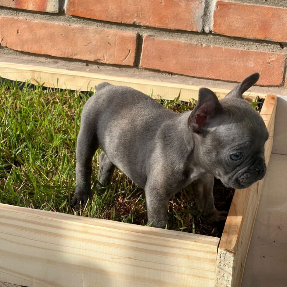 Ecopis - Box XL - 50 x 120 cm
