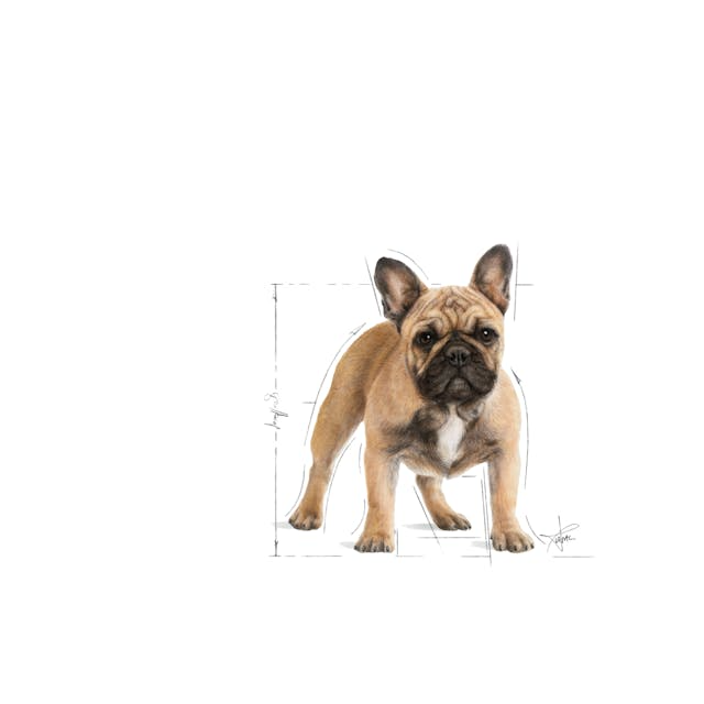 Royal Canin - Perros Adultos Bulldog Frances