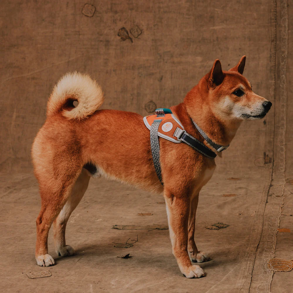Zeedog - Perros - Pechera Fly Harness - Reebok Suede