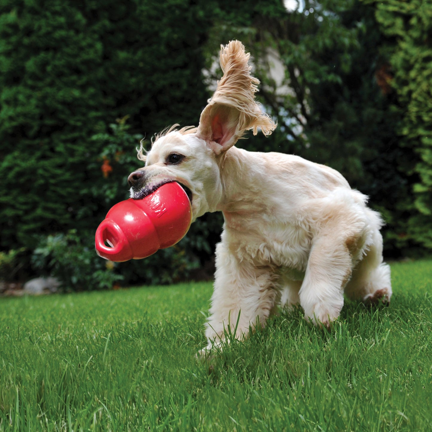 Kong - Perros Adultos Juguete Bounzer