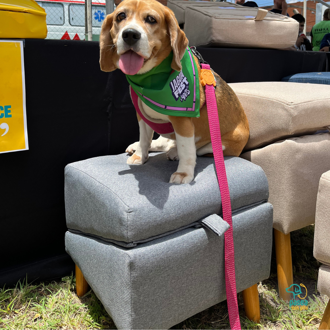 Puff Rampa Para Mascotas - Bajo Pedido (Entrega en 7 Días hábiles - Disponible solo para Pick Up)