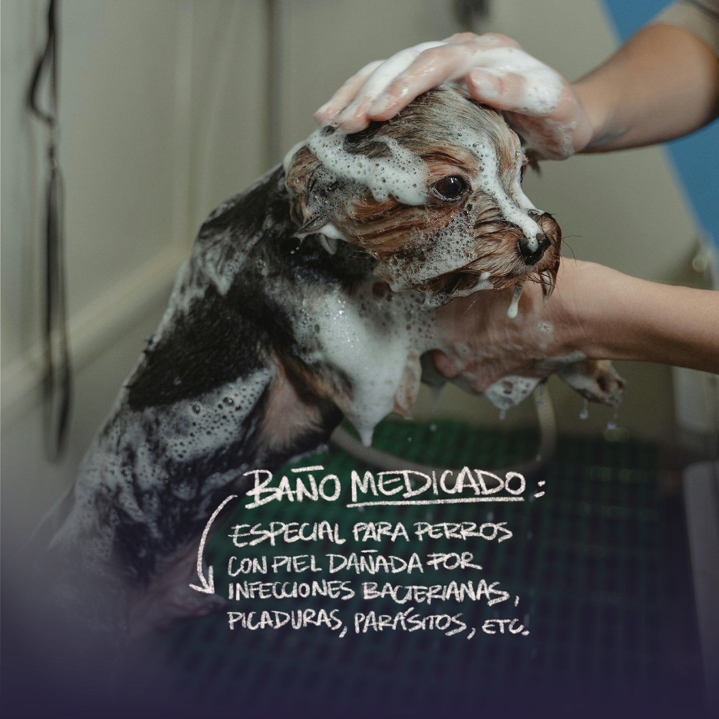 Pet Movil - Baños & Peluquería - Razas Pequeñas (Fotos Referencia) - Revisar Días