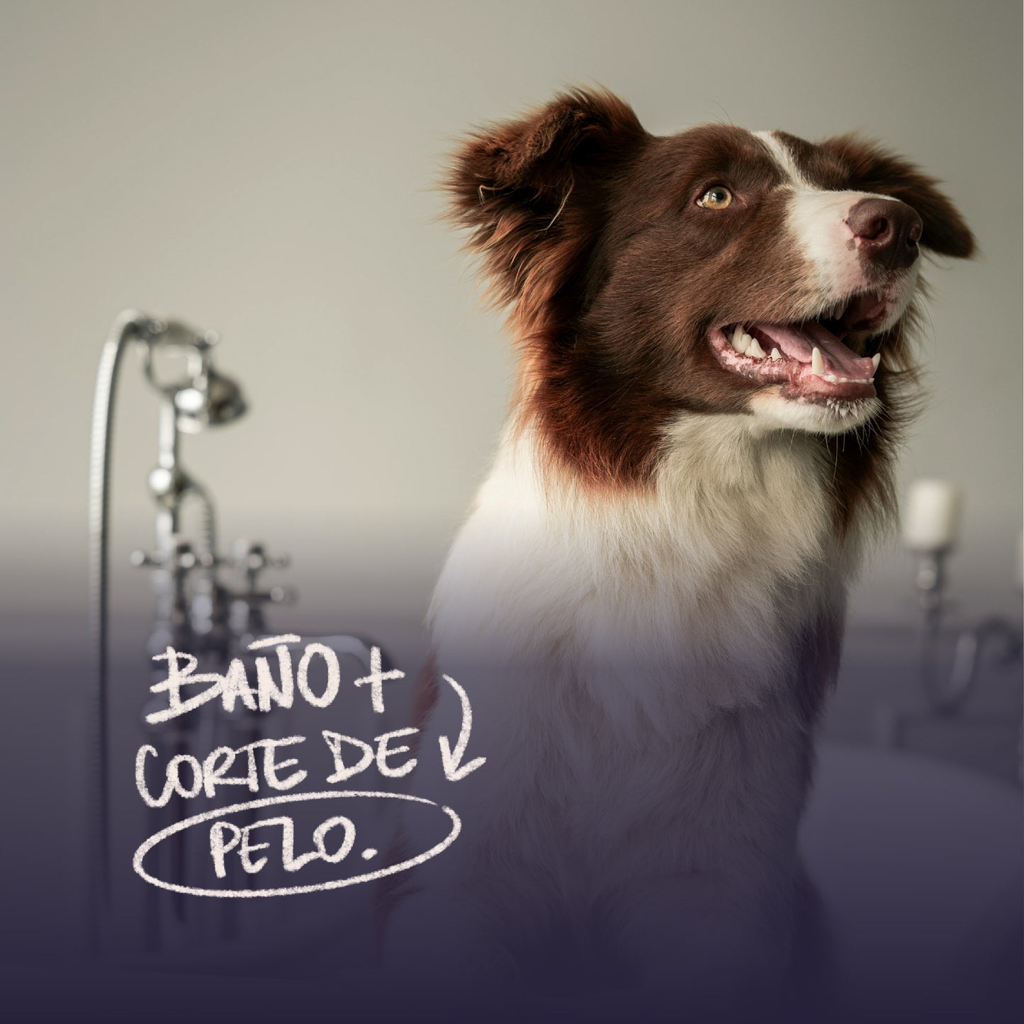 Pet Movil - Baños & Peluquería - Razas Grandes (Fotos Referencia) - Revisar Días