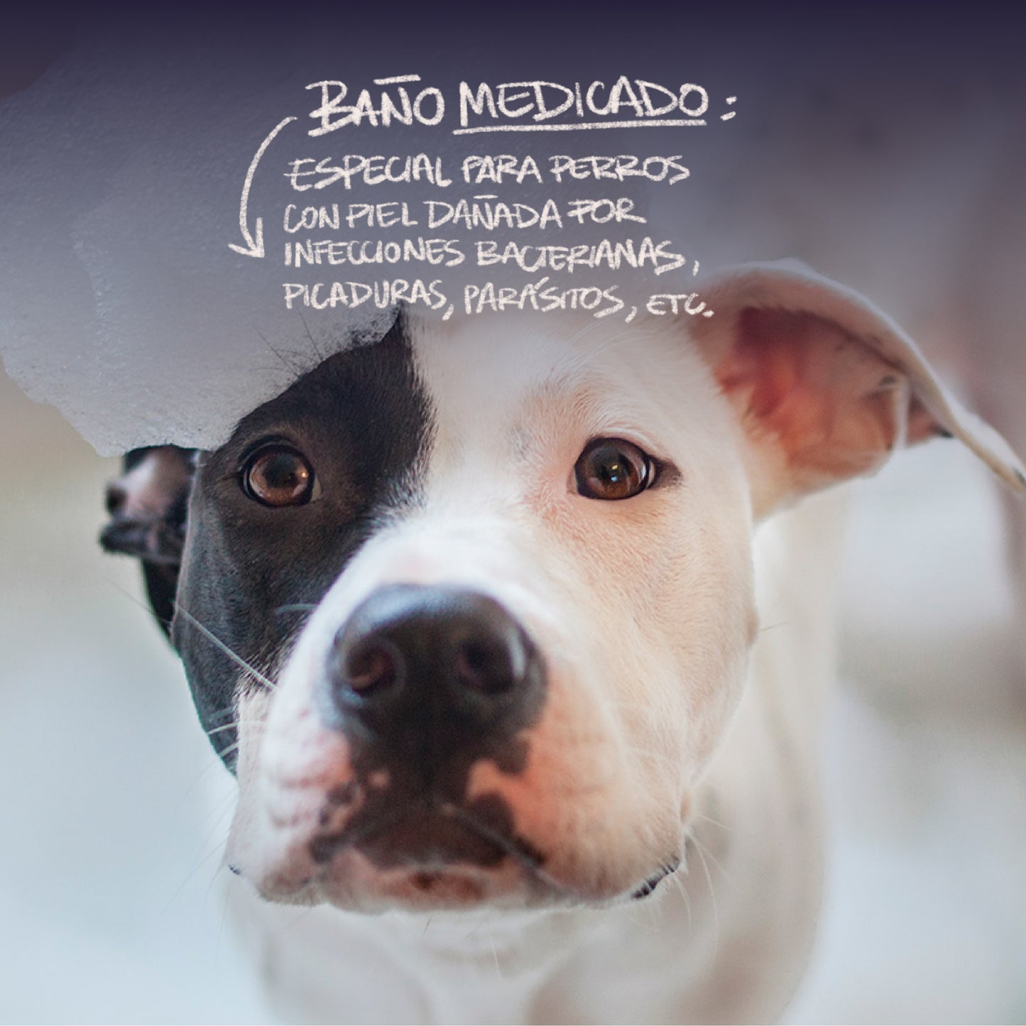 Pet Movil - Baños & Peluquería - Razas Grandes (Fotos Referencia) - Revisar Días