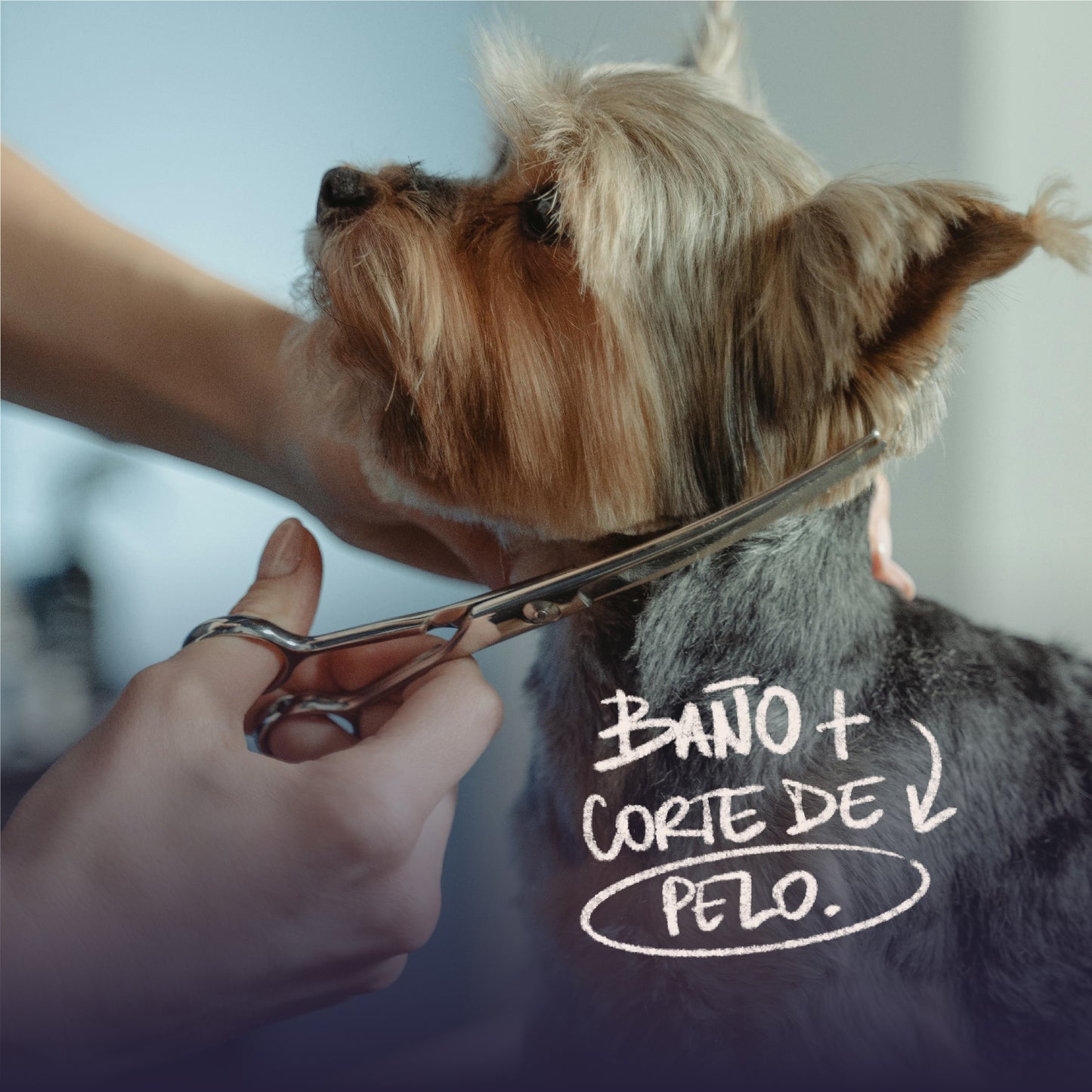 Pet Movil - Baños & Peluquería - Razas Pequeñas (Fotos Referencia) - Revisar Días