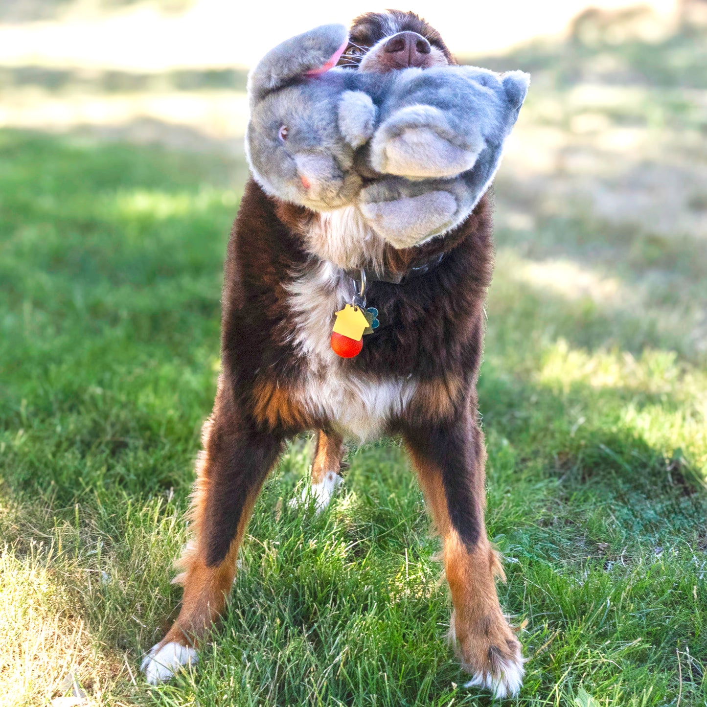 Kong - Conejo Toughz
