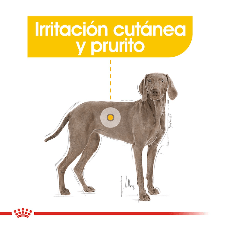 Royal Canin - Perros Adultos Grandes - Dermacomfort