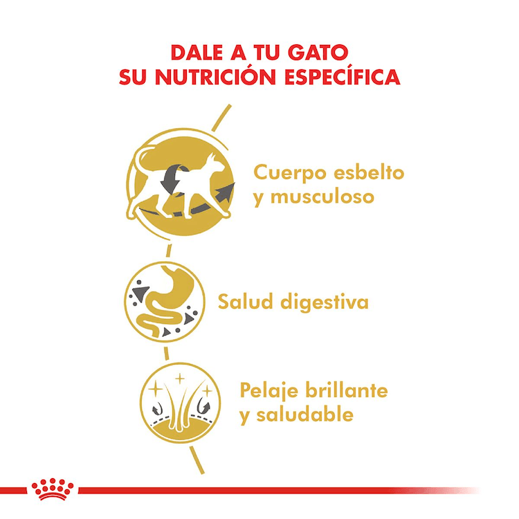 Royal Canin - Gatos Adultos Siamés