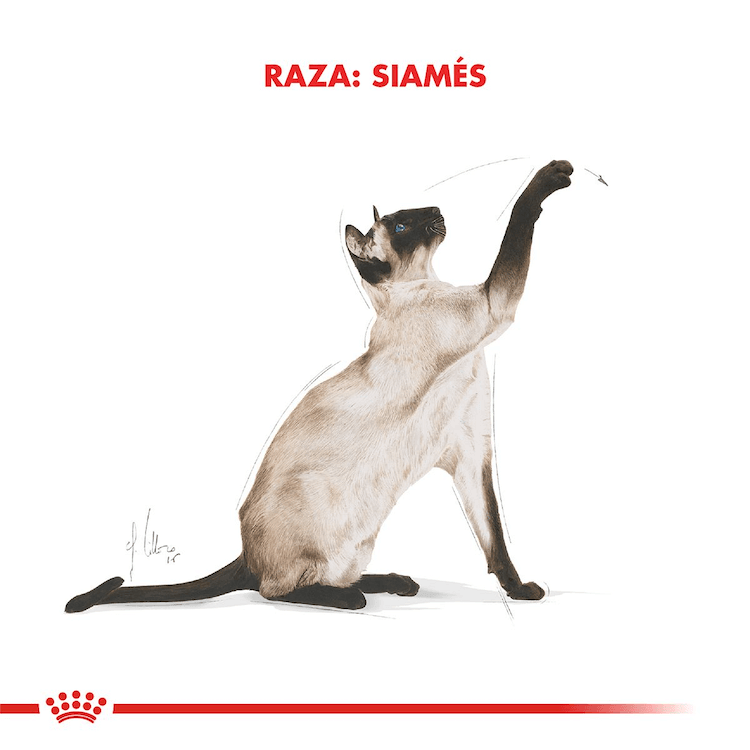 Royal Canin - Gatos Adultos Siamés