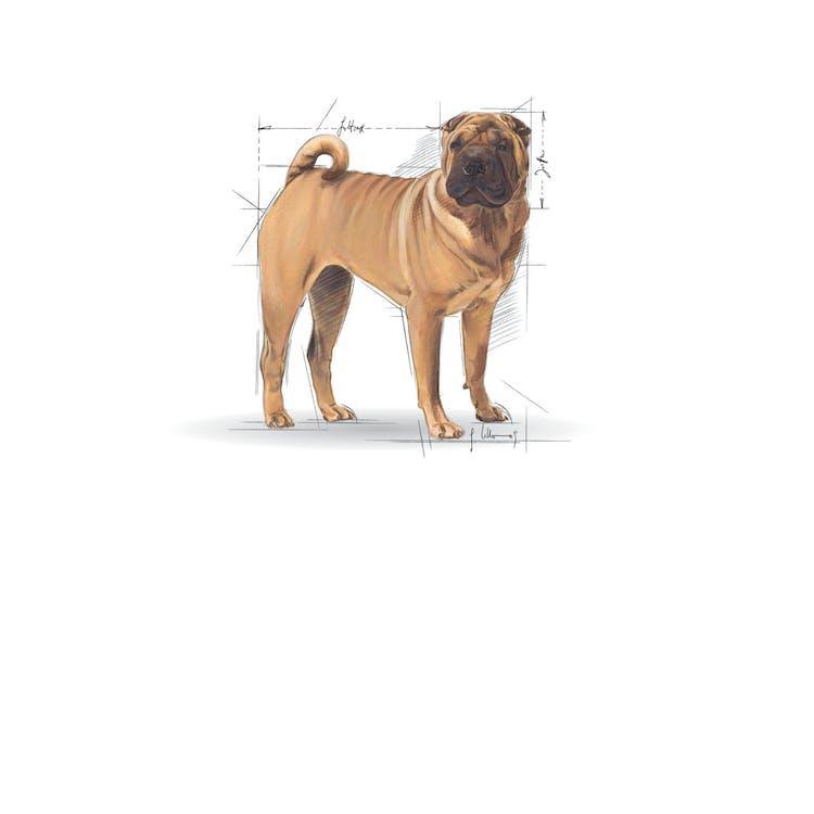 Royal Canin - Perros Adultos Medianos - Dermacomfort