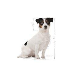Royal Canin - Perros Adultos +8 Pequeños