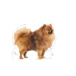 Royal Canin - Perros Adultos Pequeños Indoor