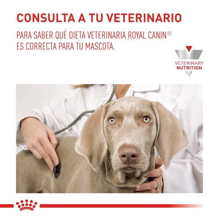 Royal Canin - Recovery - Lata