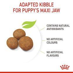 royal canin puppy - Perros Cachorro Maxi | 4Pets