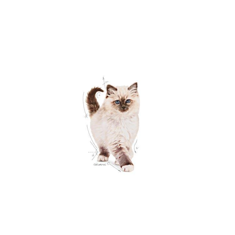 Royal Canin - Gatitos