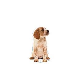 Royal Canin - Perros Cachorros Medianos - Paté