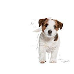 Royal Canin - Perros Cachorros Pequeños - Paté