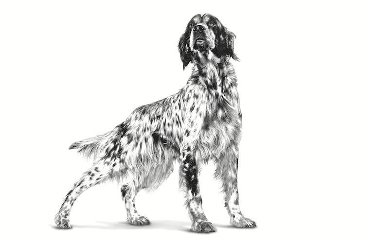 Royal Canin - Perros Adultos - Hipoalergénico - Lata