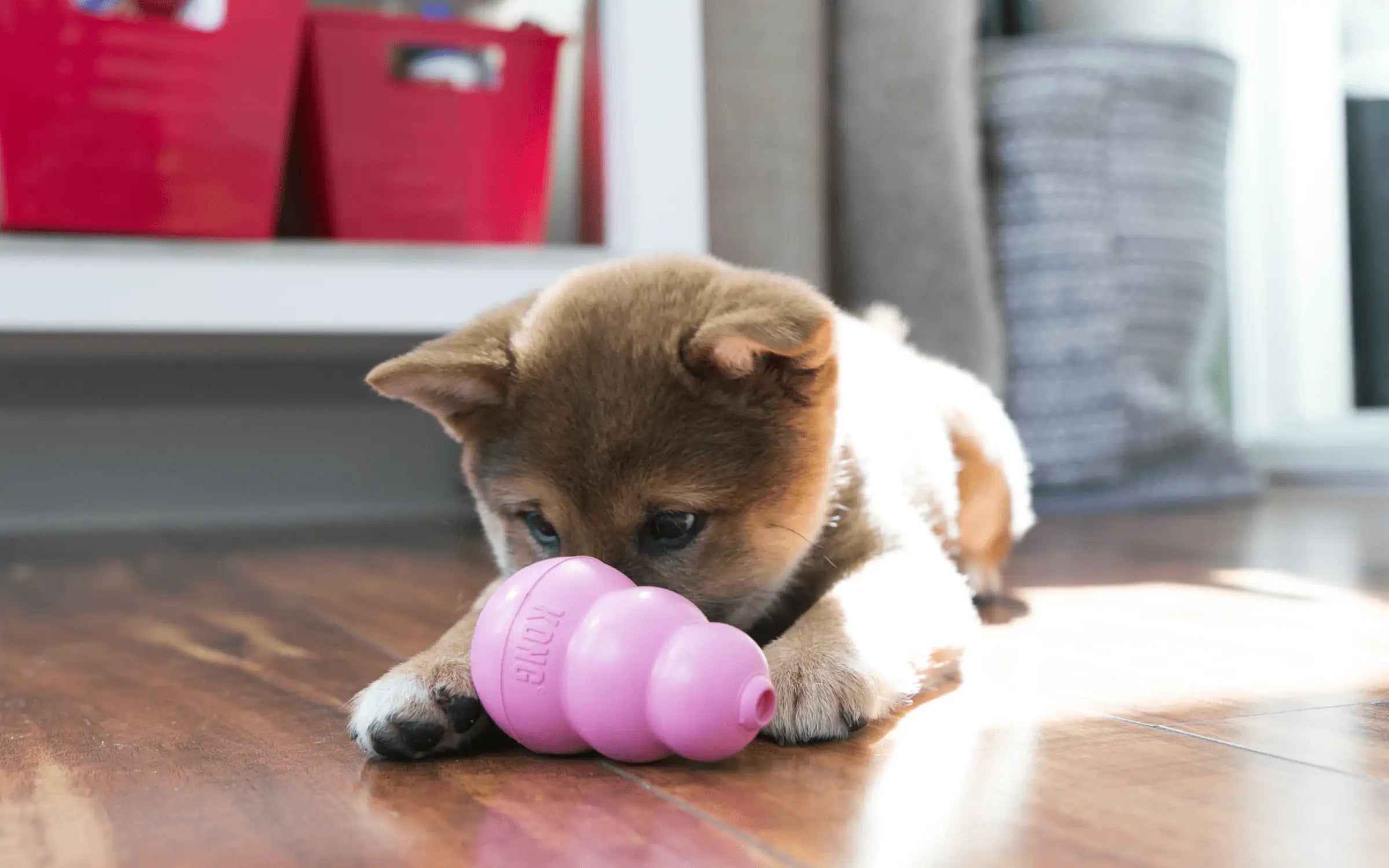 Consejos de KONG para entrenar a tu perro en casa 🐶