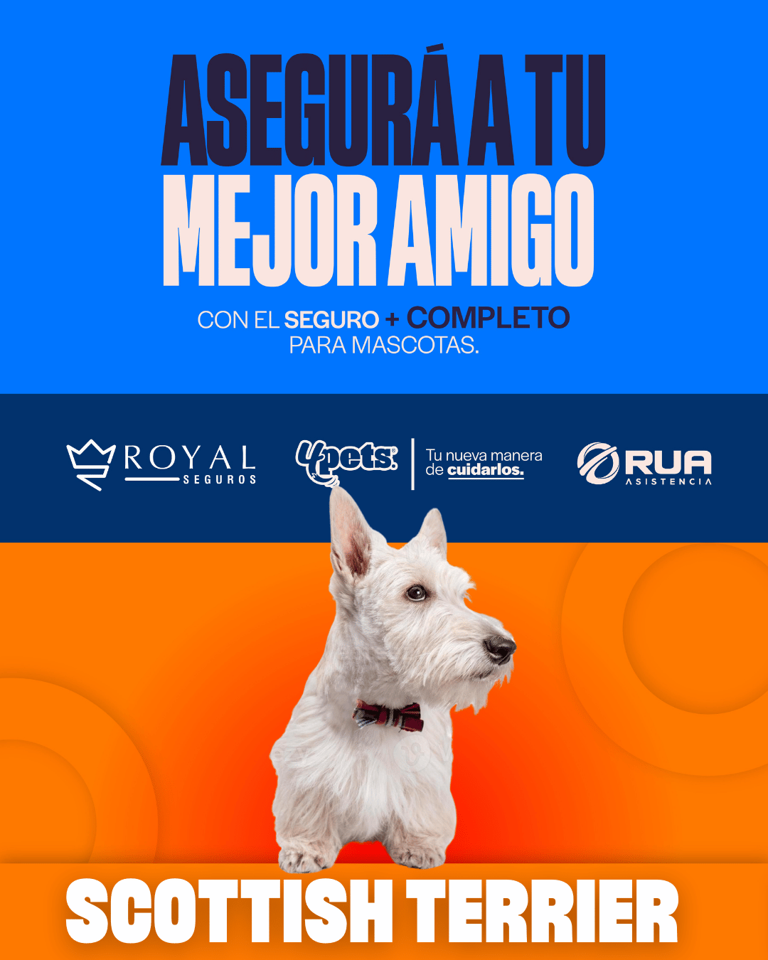 Categoría 2 C - Anual (Perro) - Scottie Terry