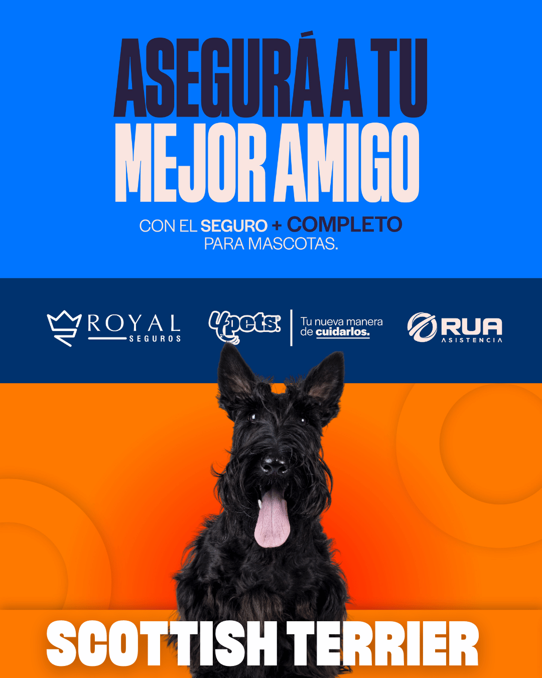 Categoría 2 B - Anual (Perro) - Scottie Terry