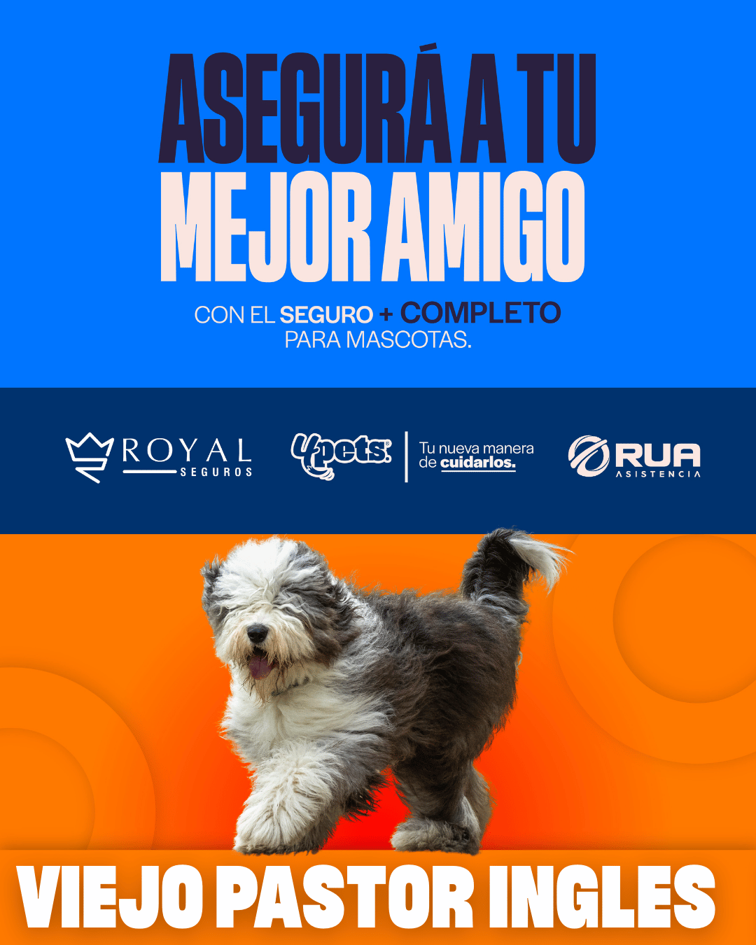 Categoría 3 A - Anual (Perro) - Viejo Pastor Inglés