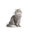 Royal Canin - Gatos Adultos - Sensibilidad Digestiva